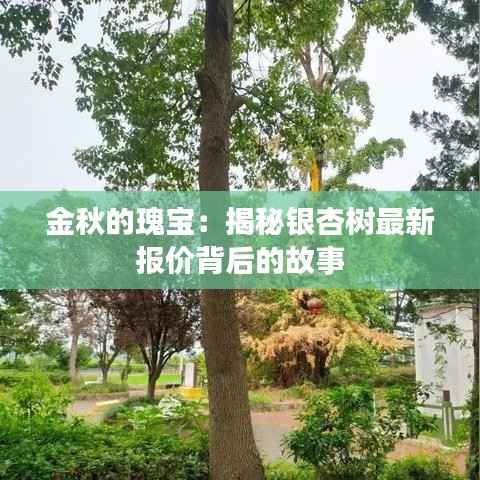 金秋的瑰宝:揭秘银杏树最新报价背后的故事