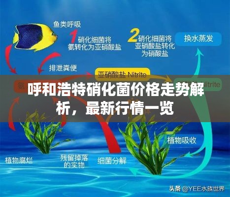 呼和浩特硝化菌价格走势解析,最新行情一览