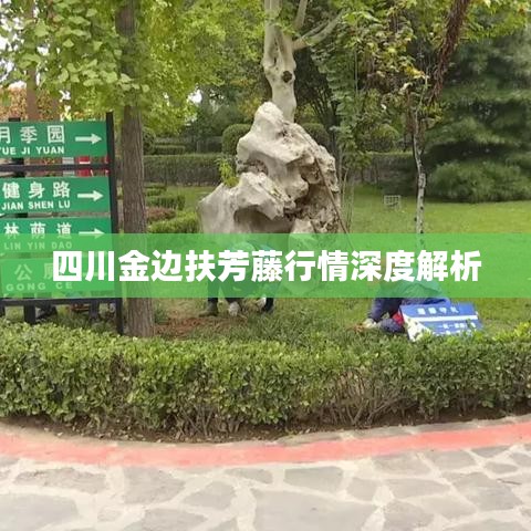 四川金边扶芳藤行情深度解析