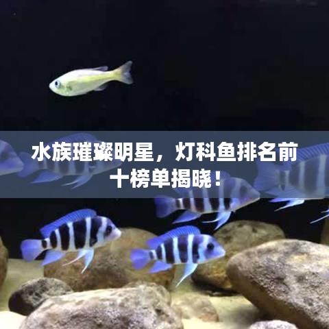 水族璀璨明星，灯科鱼排名前十榜单揭晓！
