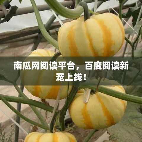 南瓜网阅读平台,百度阅读新宠上线!