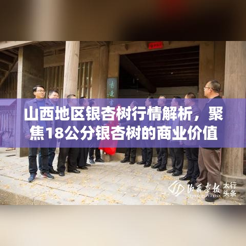 山西地区银杏树行情解析,聚焦18公分银杏树的商业价值