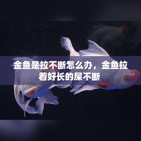 金鱼是拉不断怎么办,金鱼拉着好长的屎不断
